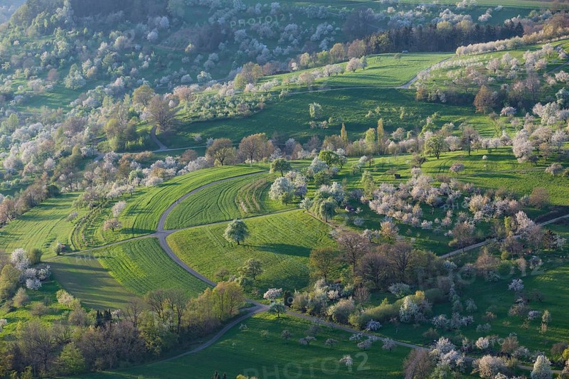 Blooming orchards on the Albtrauf near Neidlingen at sunset
