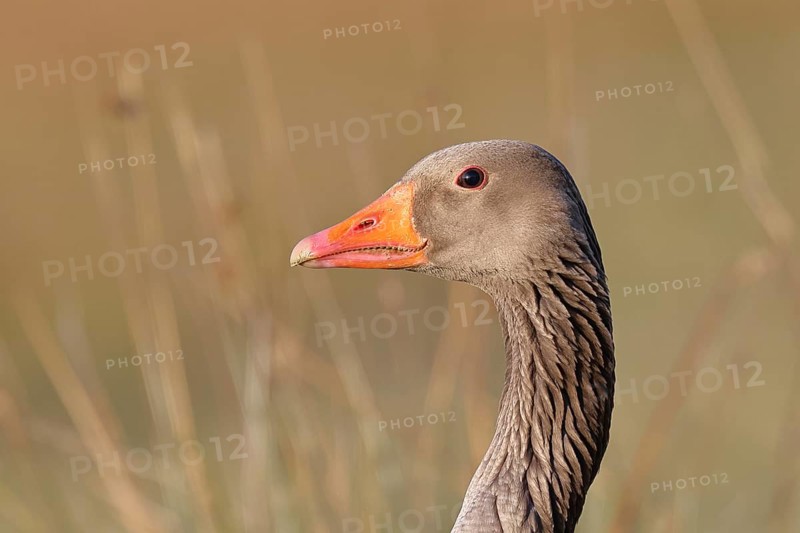 Grey goose (Anser anser) on a dyke in the evening at sunset, golden hour, animal portrait, DÃ¼mmer, Lake DÃ¼mmer, Ochsenmoor, HÃ¼de, Lower Saxony, Germany
