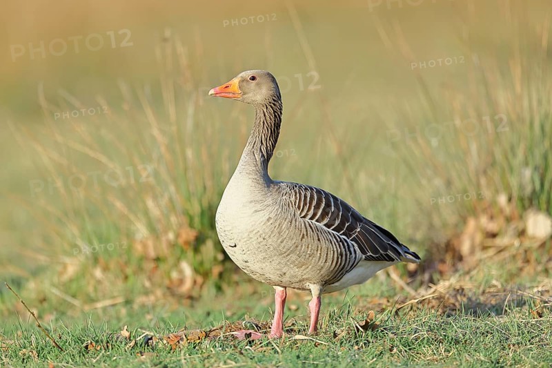 Grey goose (Anser anser) on a dyke in the evening at sunset, golden hour, DÃ¼mmer, Lake DÃ¼mmer, Ochsenmoor, HÃ¼de, Lower Saxony, Germany