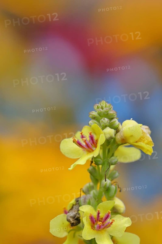 Dark mullein (Verbascum nigrum), flowers, inflorescence, in a natural garden, close-up, Wilnsdorf, North Rhine-Westphalia, Germany