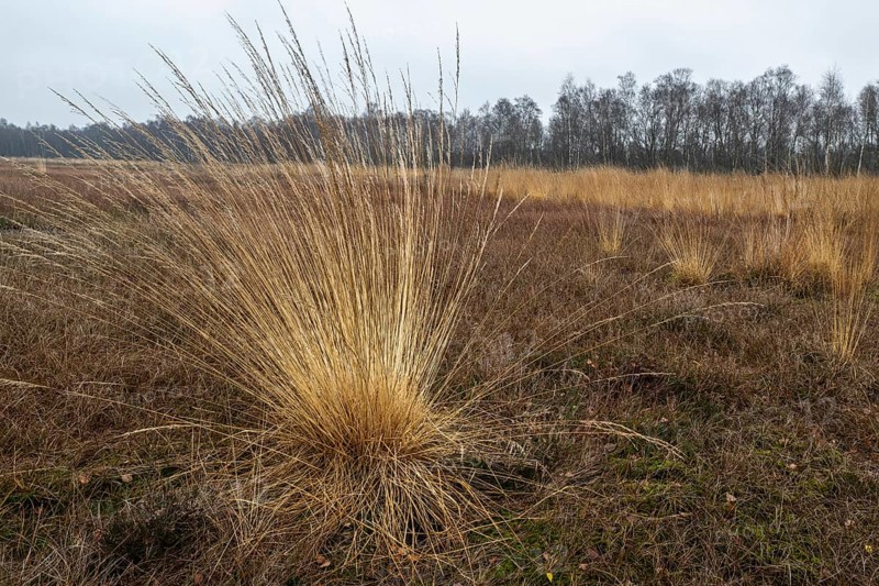 Pipe grass (Molinia caerulea) in the moor, Emsland, Lower Saxony, Germany