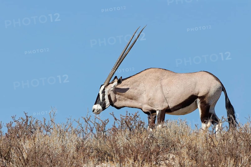 Gemsbok (Oryx gazella), adult female, standing on a rocky ridge among dry bushes, feeding on plants, blue sky, Kgalagadi Transfrontier Park, Northern Cape, South Africa