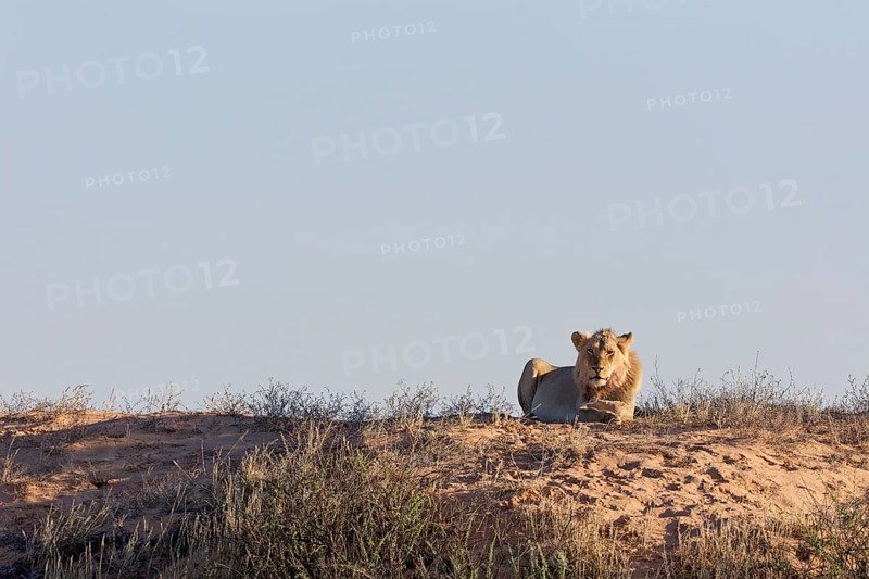 African lion (Panthera leo), adult male lying on a sand dune, in the sun, looking at camera, alert, Kgalagadi Transfrontier Park, Northern Cape, South Africa