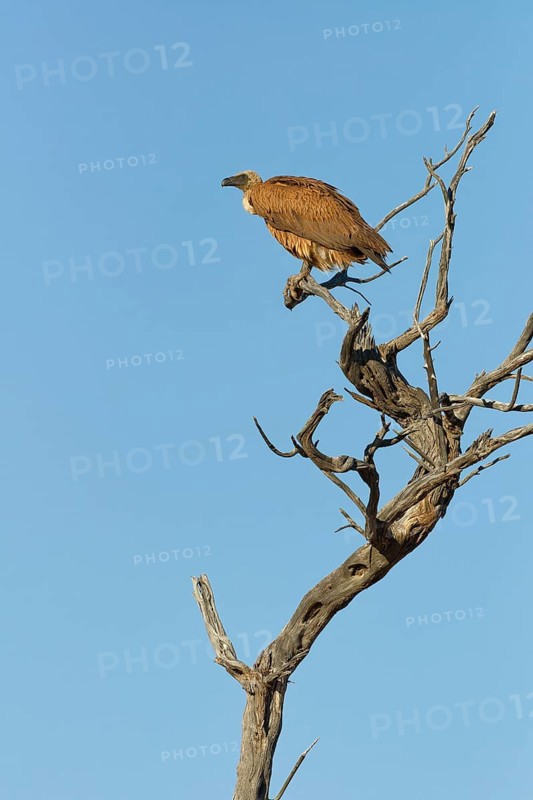 White-backed vulture (Gyps africanus), adult, sitting on a tree branch, on the lookout, blue sky, Kgalagadi Transfrontier Park, Northern Cape, South Africa