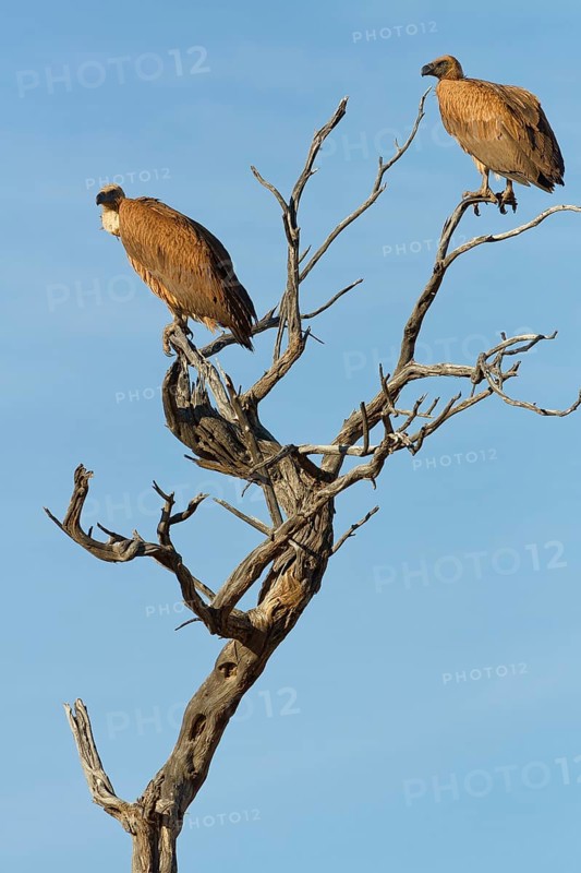 White-backed vultures (Gyps africanus), two adults, sitting on a tree branch, on the lookout, blue sky, Kgalagadi Transfrontier Park, Northern Cape, South Africa