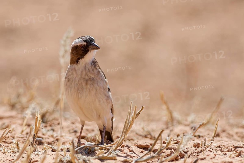 Sociable weaver (Philetairus socius), adult, sitting on the dry ground, foraging, Kgalagadi Transfrontier Park, Northern Cape, South Africa