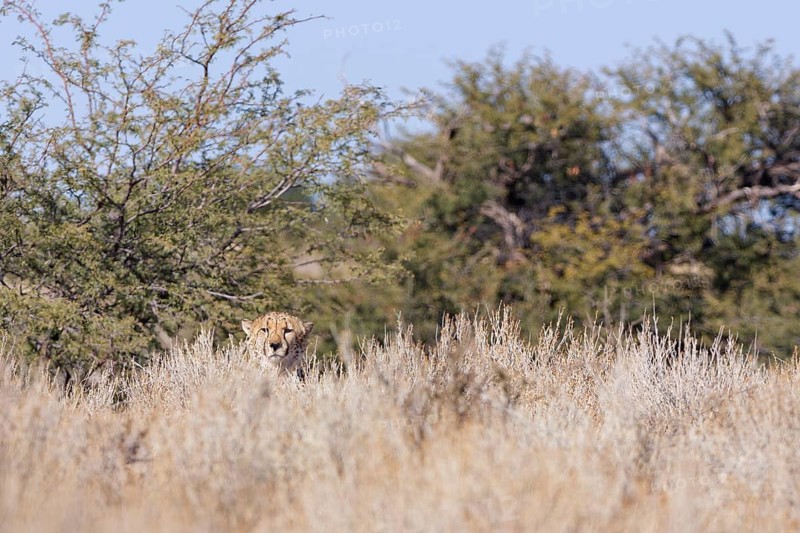Cheetah (Acinonyx jubatus), adult, sitting on a rocky hill behind dry bushes, looking at camera, alert, Kgalagadi Transfrontier Park, Northern Cape, South Africa