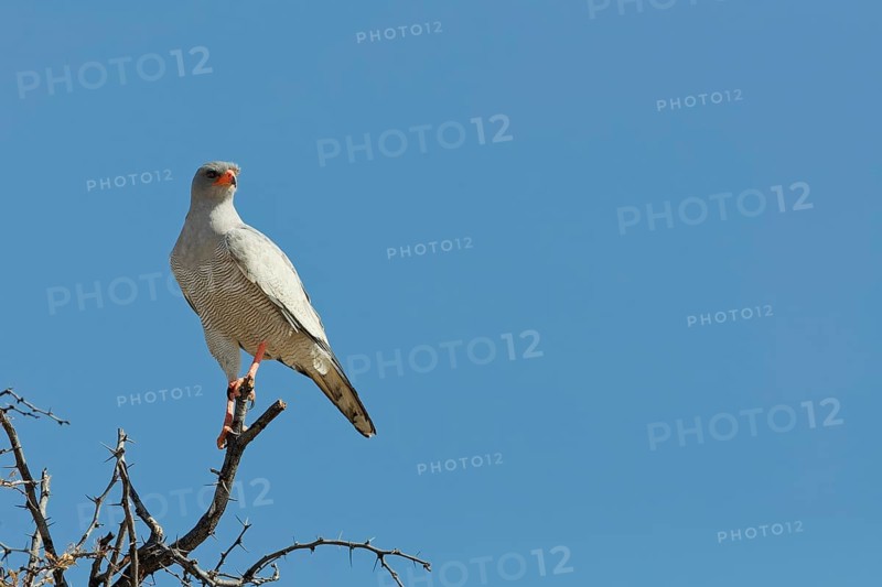 Pale chanting goshawk (Melierax canorus), adult, sitting on a tree branch, on the lookout, blue sky, Kgalagadi Transfrontier Park, Northern Cape, South Africa