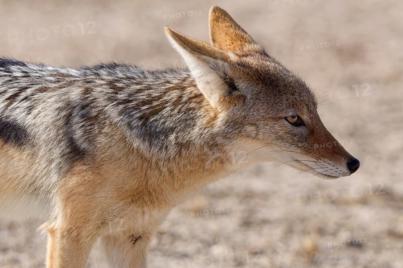 Black-backed jackal (Lupulella mesomelas), adult, standing in dry savanna, alert, head profile, close-up, Kgalagadi Transfrontier Park, Northern Cape, South Africa