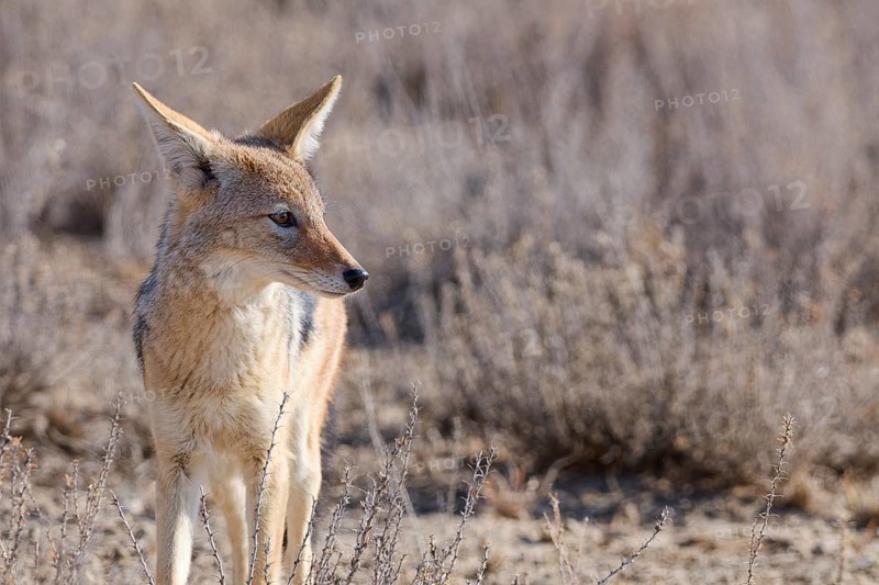 Black-backed jackal (Lupulella mesomelas), adult, standing among dry bushes, looking around, alert, Kgalagadi Transfrontier Park, Northern Cape, South Africa