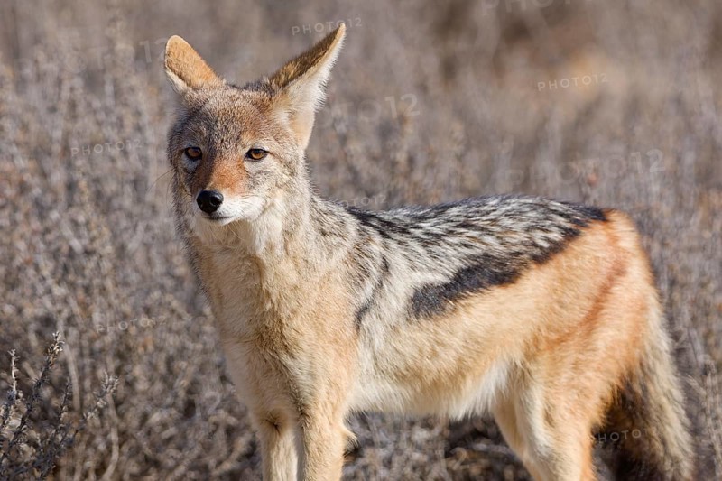 Black-backed jackal (Lupulella mesomelas), adult, standing among dry bushes, looking at camera, alert, animal portrait, Kgalagadi Transfrontier Park, Northern Cape, South Africa