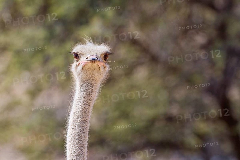 South African ostrich (Struthio camelus australis), adult, looking at camera, alert, head close-up, animal portrait, Kgalagadi Transfrontier Park, Northern Cape, South Africa
