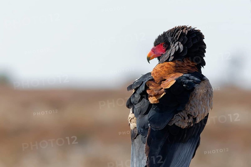 Bateleur eagle (Terathopius ecaudatus), adult sitting on branch, looking around, alert, Kgalagadi Transfrontier Park, Northern Cape, South Africa