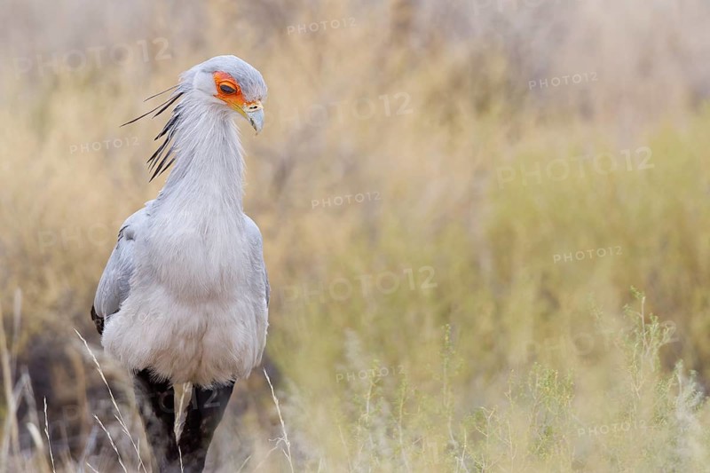 Secretary bird (Sagittarius serpentarius), adult, walking among bushes, foraging, Kgalagadi Transfrontier Park, Northern Cape, South Africa