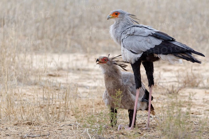 Secretary birds (Sagittarius serpentarius), adult and juvenile, young bird feeding on a snake, Kgalagadi Transfrontier Park, Northern Cape, South Africa