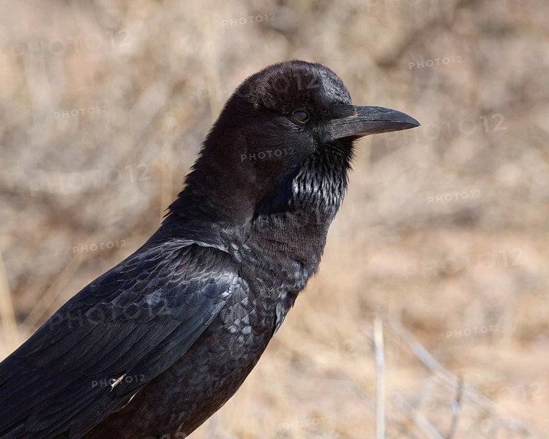 Cape crow (Corvus capensis), adult, sitting on dry ground, head profile, close-up, Kgalagadi Transfrontier Park, Northern Cape, South Africa