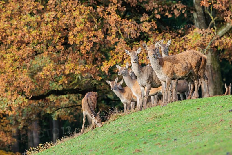 A large herd of red deer (Cervus elaphus) rests in hilly terrain on a meadow at the edge of the autumn-colored forest. Bavaria, Germany