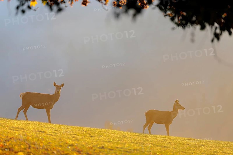 A herd of red deer cows (Cervus elaphus) standing on a meadow in backlit condition. Fog covers the forest in the background. Bavaria, Germany