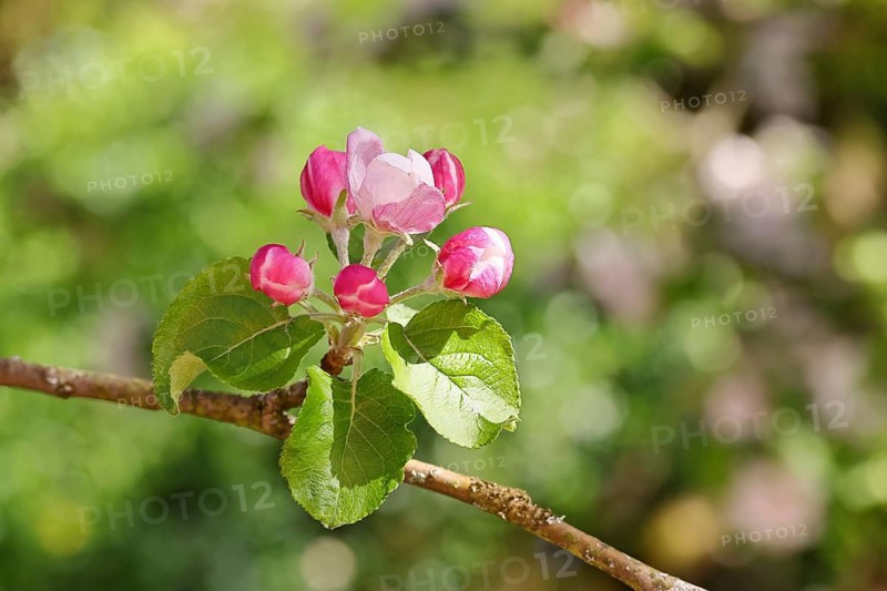 Apple blossoms (Malus), red still closed blossoms, bokeh in the background, close-up, Wilnsdorf, North Rhine. Westphalia, Germany