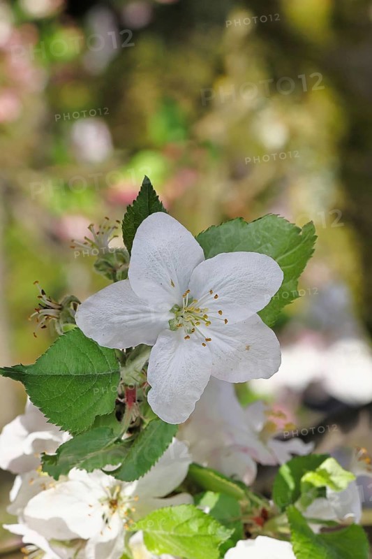 Apple blossoms (Malus), white blossoms with bokeh in the background, close-up, spring, Wilnsdorf, North Rhine. Westphalia, Germany