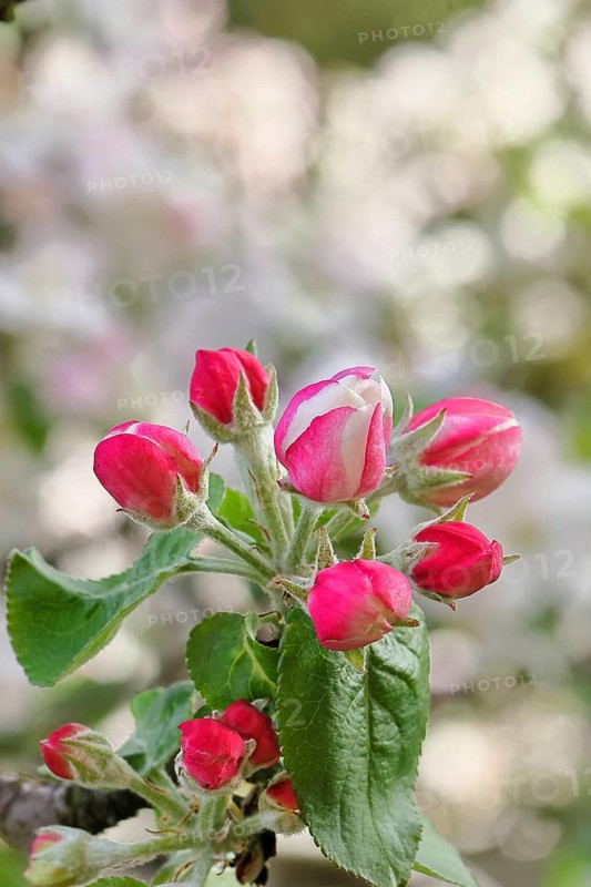 Apple blossoms (Malus), red still closed blossoms, bokeh in the background, close-up, spring, Wilnsdorf, North Rhine. Westphalia, Germany