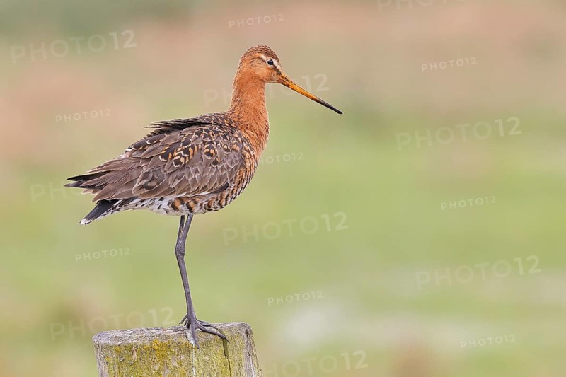 Black-tailed godwit (limosa limosa), on a perch, on a fence post, snipe birds, wildlife, nature photography, wet meadow, Ochsenmoor, Lake DÃ¼mmer, Lembruch, Lower Saxony, Germany