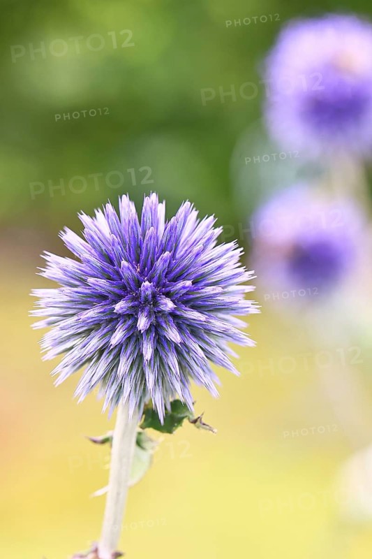 Blue globe thistle (Echinops ritro), flower, ornamental plant in a garden, Wilnsdorf, North Rhine-Westphalia, Germany
