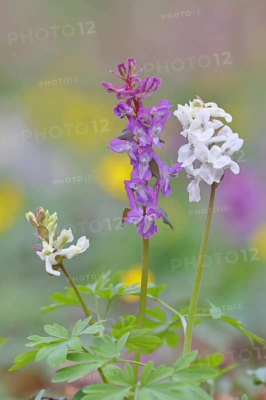 Hollow larkspur (Corydalis cava), inflorescence in a beech forest, spring, Wilnsdorf, North Rhine-Westphalia, Germany