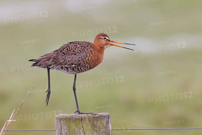 Black-tailed godwit (limosa limosa), on a perch, on a fence post, calling, snipe birds, wildlife, nature photography, wet meadow, Ochsenmoor, Lake DÃ¼mmer, Lembruch, Lower Saxony, Germany