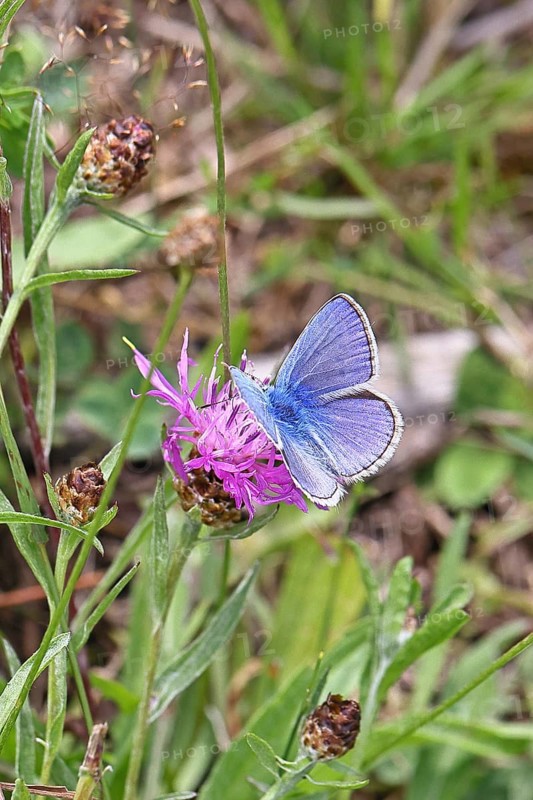 Common blue butterfly (Polyommatus icarus), male on a flower of the meadow knapweed or common knapweed (Centaurea jacea) on a forest path, upper wing, butterfly (diurnal butterfly) of the family Lycaenidae, occurrence in Europe, North Africa and Asia, wildlife, Wilnsdorf, North Rhine-Westphalia, Germany