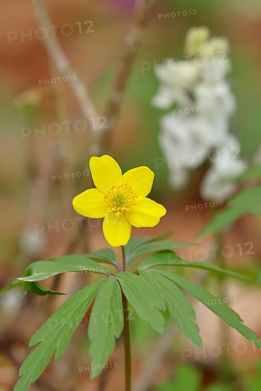 Yellow Anemone, Anemone ranunculoides, Yellow Wood Anemone, Anemone ranunculoides, in a beech forest, Wilnsdorf, North Rhine-Westphalia, Germany