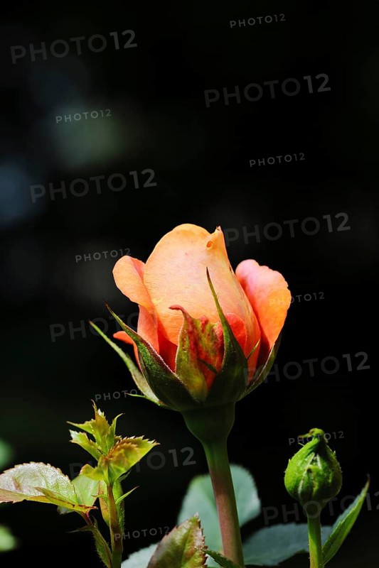 Rose blossom (Rosa sp.), salmon-coloured blossom with dark background, in a garden, Wilnsdorf, North Rhine-Westphalia, Germany