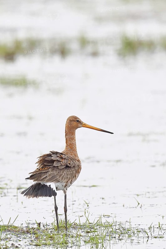 Black-tailed godwit (limosa limosa), in morning mist on a flooded meadow, snipe birds, wildlife, nature photography, wet meadow, Ochsenmoor, Lake DÃ¼mmer, Lembruch, Lower Saxony, Germany