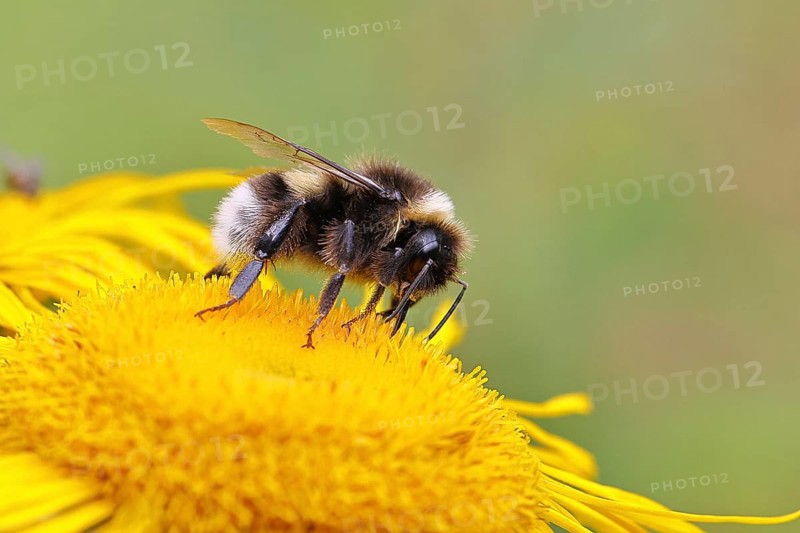 Garden bumblebee (Bombus hortorum), garden bumblebee, collecting nectar on a yellow flower of a Great Telekie (Telekia speciosa), Wilnsdorf, North Rhine-Westphalia, Germany