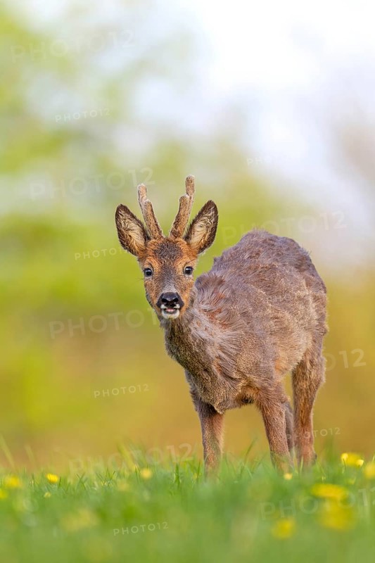 Roebuck (Capreolus capreolus) yearling with bast horns on a dandelion meadow in search of food, changing coat, attentive, eyes, eye contact, Germany