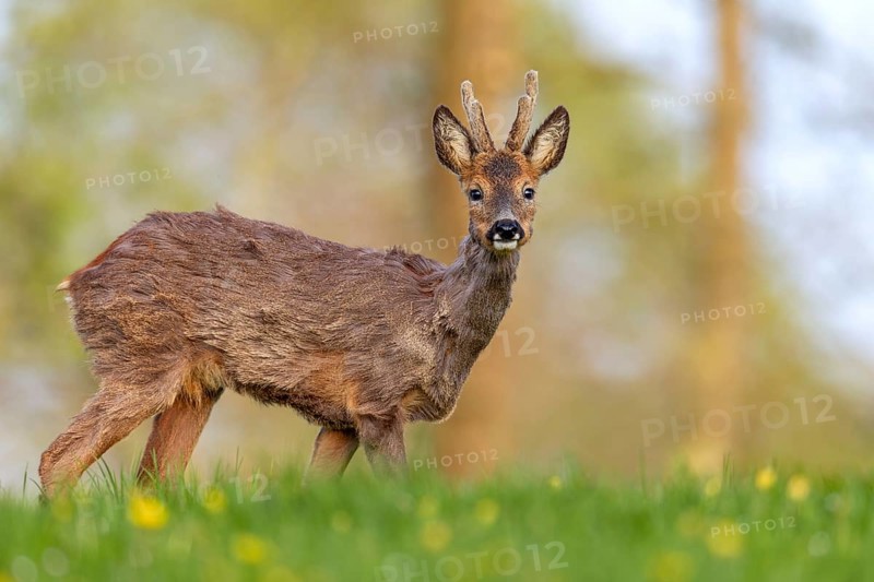Roebuck (Capreolus capreolus) yearling grazing in a meadow with dandelions, change of coat, attentive, eyes, eye contact, Germany