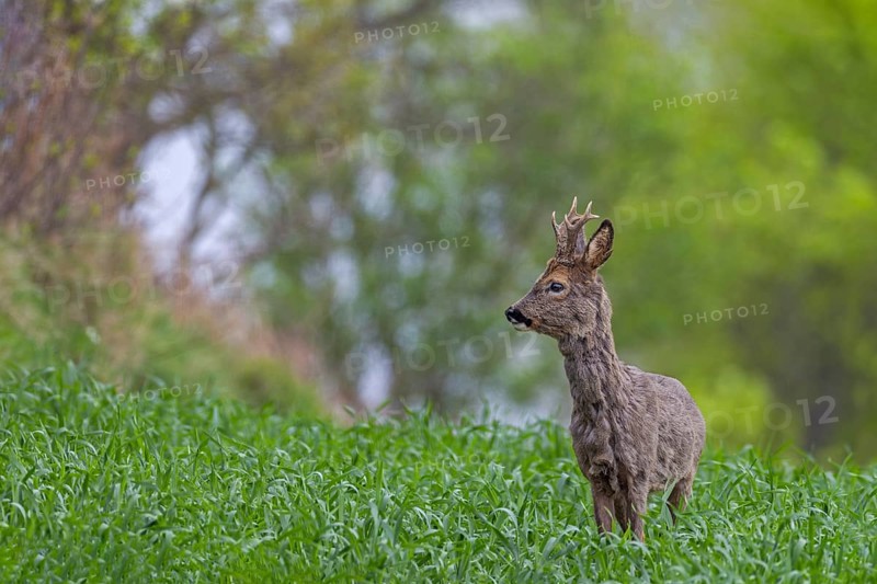Roebuck (Capreolus capreolus) in a knee-high maize field, changing coat, attentive, Germany