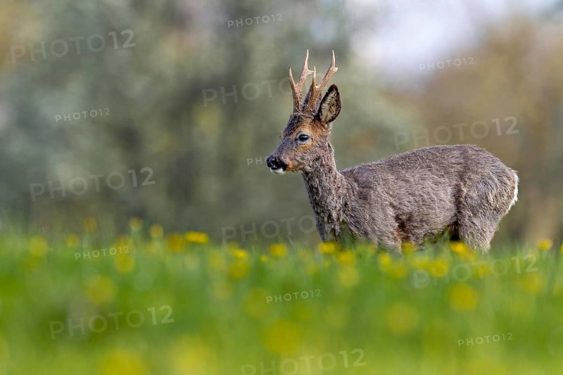 Roebuck (Capreolus capreolus) in a meadow with flowering dandelions, changing coat, attentive, Germany