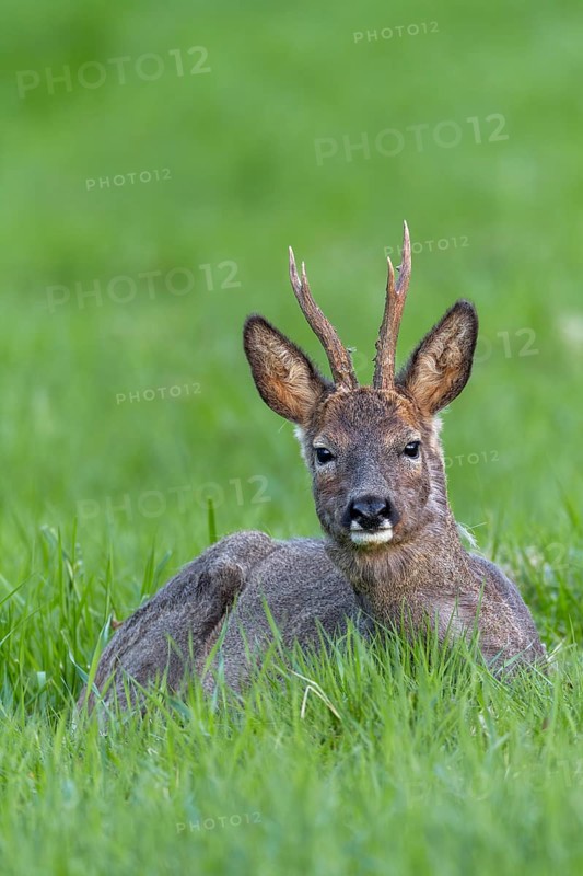 Roebuck (Capreolus capreolus) in change of coat resting in a meadow, eyes, eye contact, change of coat, lying, Germany