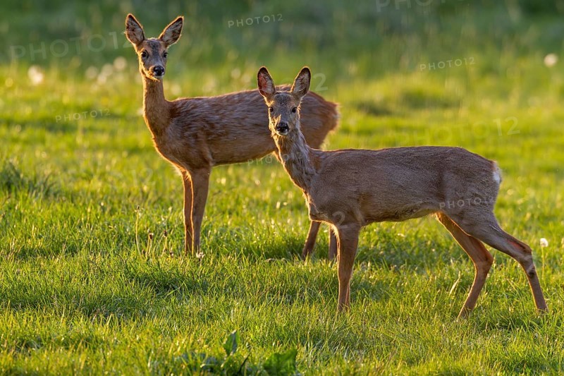 Two roe deer (Capreolus capreolus) change in the evening to graze on a moor meadow, spring, evening light, eyes, eye contact, Germany