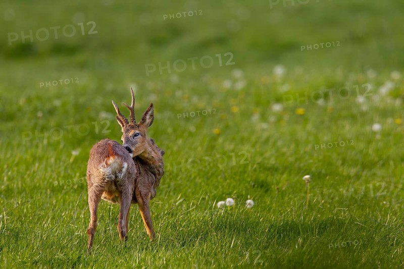 A roebuck (Capreolus capreolus) grooming, the old winter coat is visibly disturbing, coat change, grooming, Germany