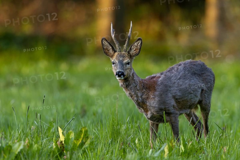 A roebuck (Capreolus capreolus) loses its winter coat and the red summer coat becomes visible in many places, change of coat, eyes, eye contact, Germany