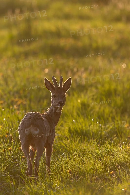 Roebuck (Capreolus capreolus) with velvet horns in backlight, eyes, eye contact, change of coat, Germany