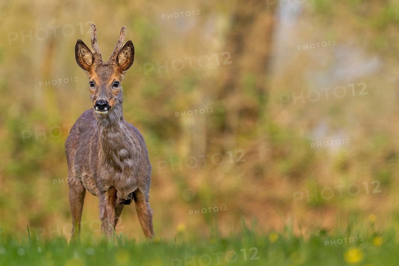 Roebuck (Capreolus capreolus) yearling eyes attentive, change of coat, attentive, Germany