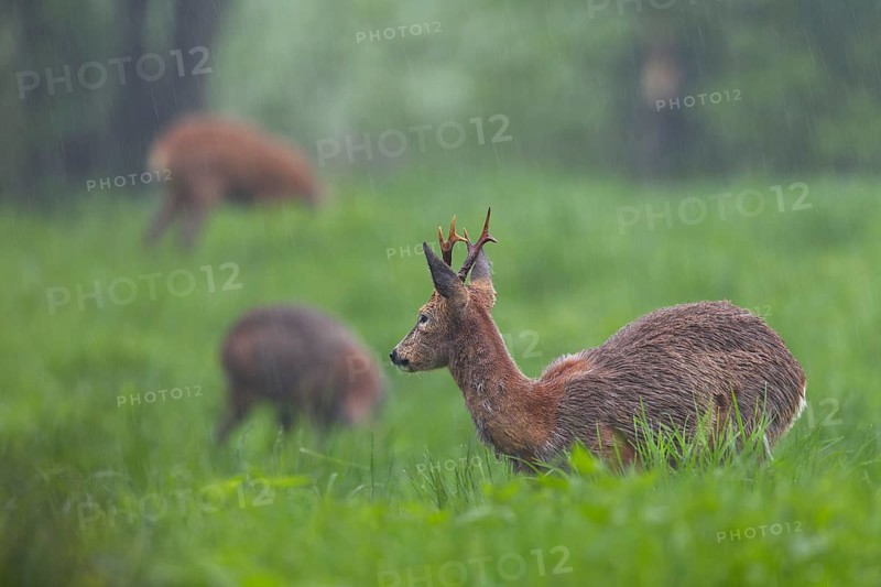 A roebuck (Capreolus capreolus) and two doe grazing in the rain in a meadow, change of coat, Germany