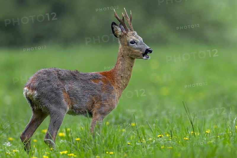 The roebuck (Capreolus capreolus) is massively infested with ticks, if you look closely you can recognise a large number of these parasites at the base of the neck and throat, change of coat, Germany