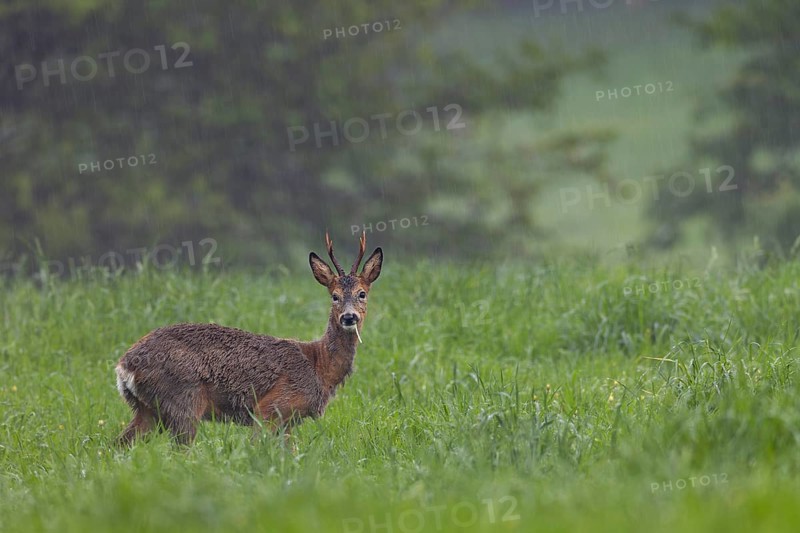 A roe buck (Capreolus capreolus) grazing in a meadow during a rain shower, change of coat, eyes, eye contact, Germany