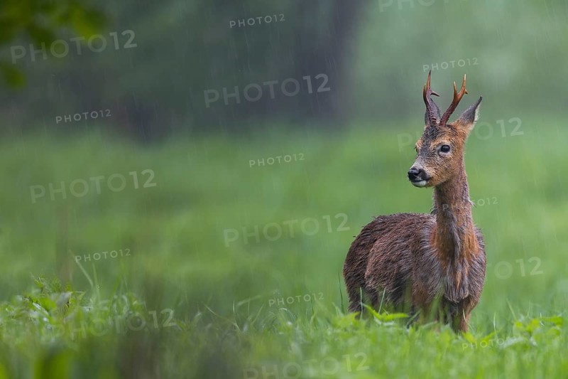 Roebuck (Capreolus capreolus) during a rain shower, the retracted eavesdroppers signalise aggression towards another male, hostility, change of coat, Germany