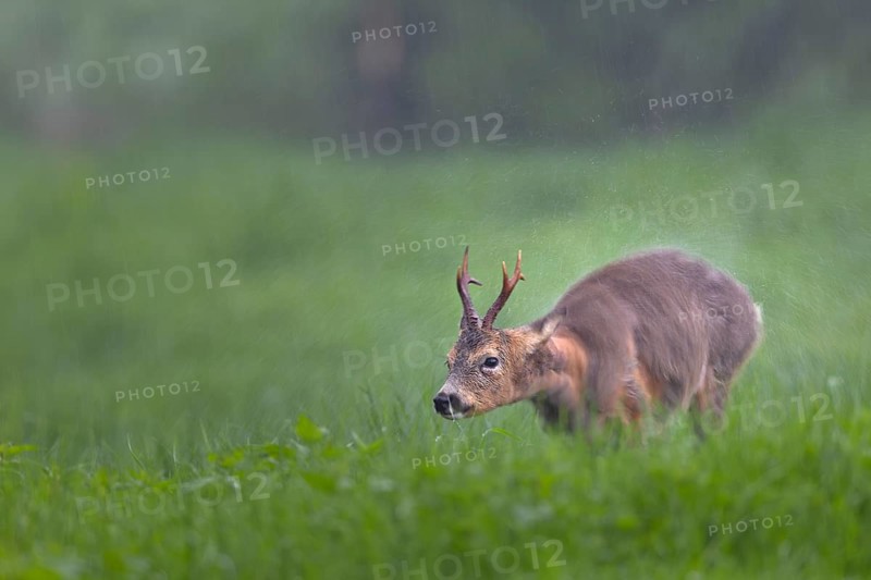 A roebuck (Capreolus capreolus) stands in the pouring rain in a meadow and shakes water out of its fur, change of coat, Germany
