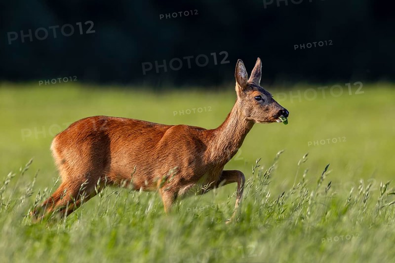 The doe (Capreolus capreolus) looks with interest at a conspecific looking for food at the other end of the meadow, curiosity, summer coat, Germany